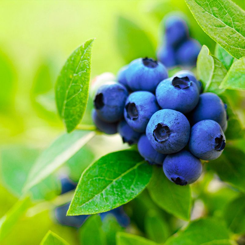 Blueberry Bush