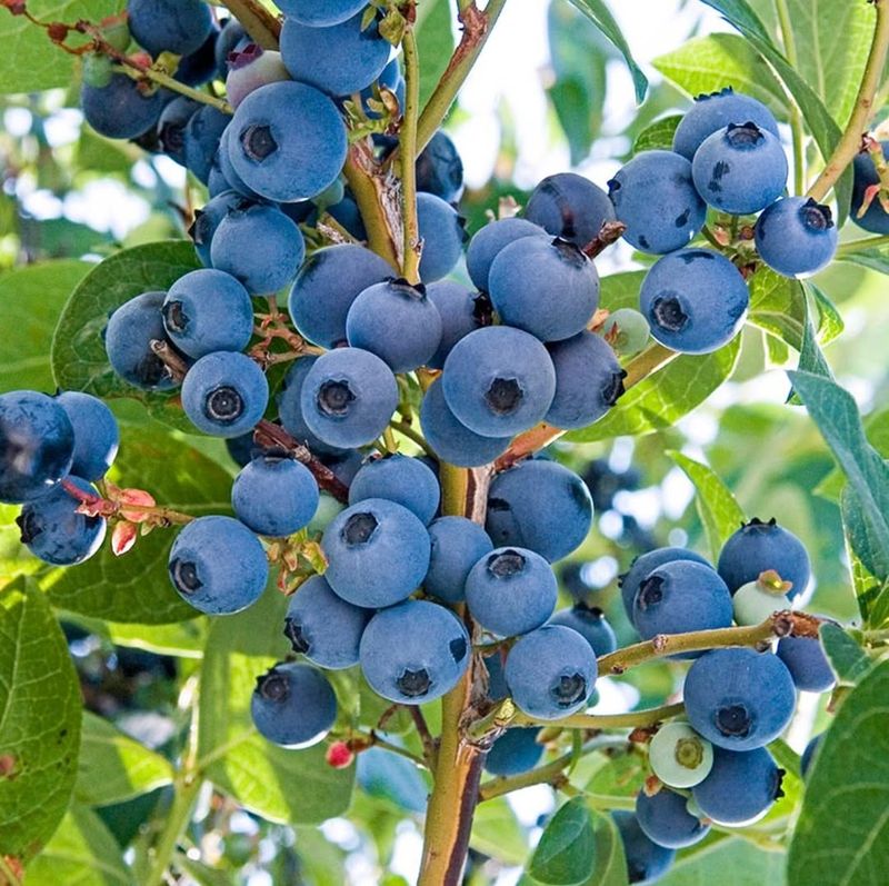 Blueberry Bush