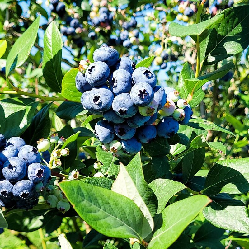 Blueberry Bush