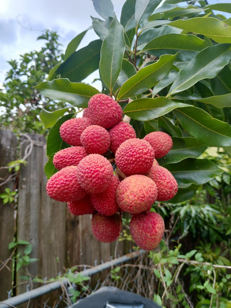 Lychee Seeds