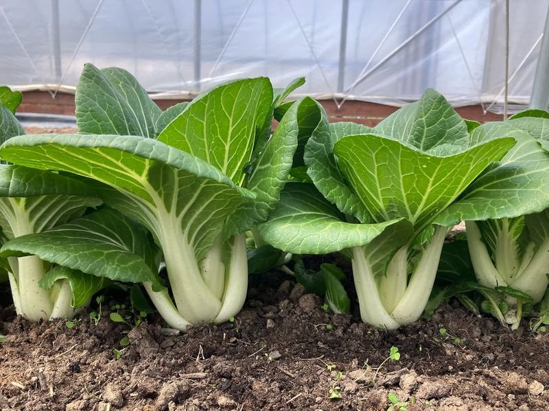 Bok Choy