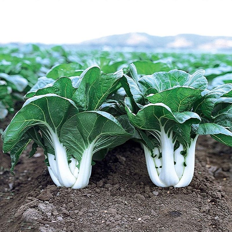 Bok Choy