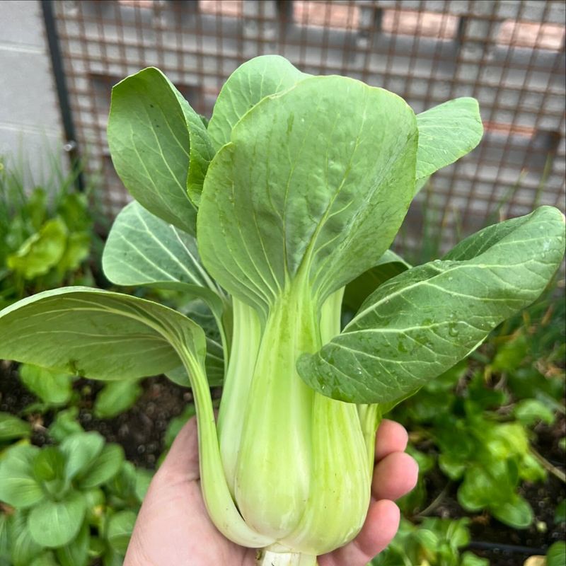 Bok Choy