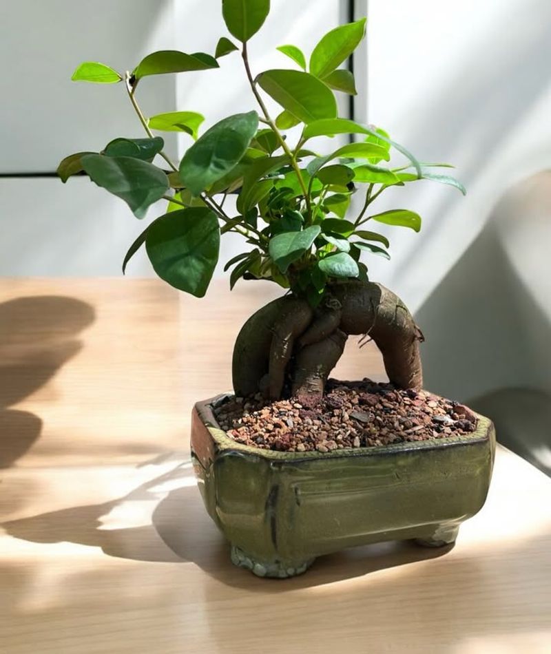 Bonsai Enhancer