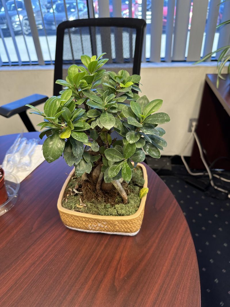 Bonsai Ficus