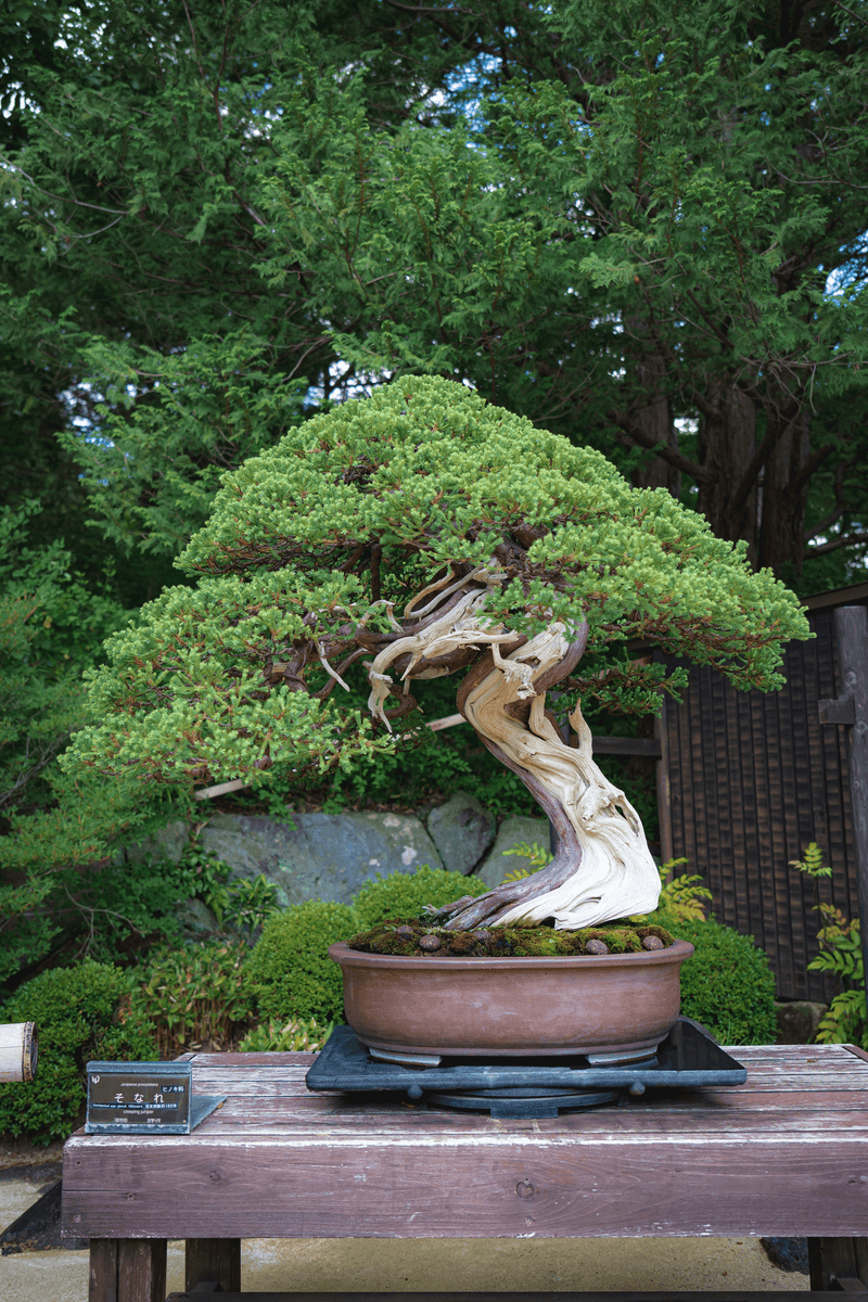 Bonsai Trees