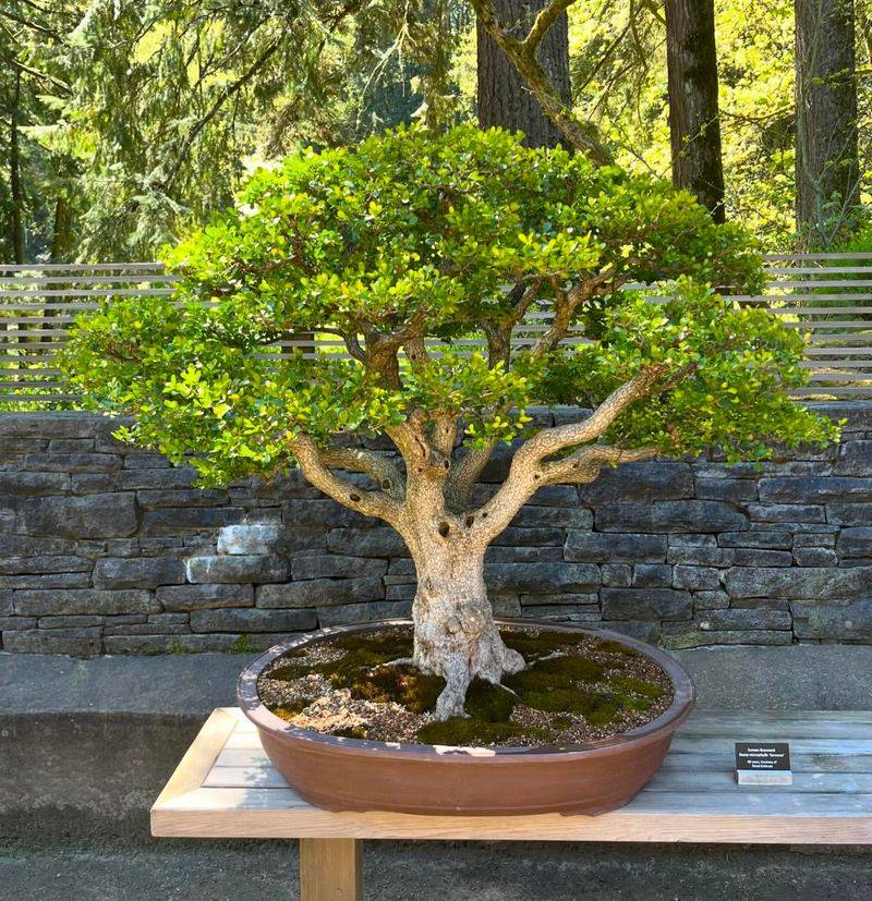 Bonsai