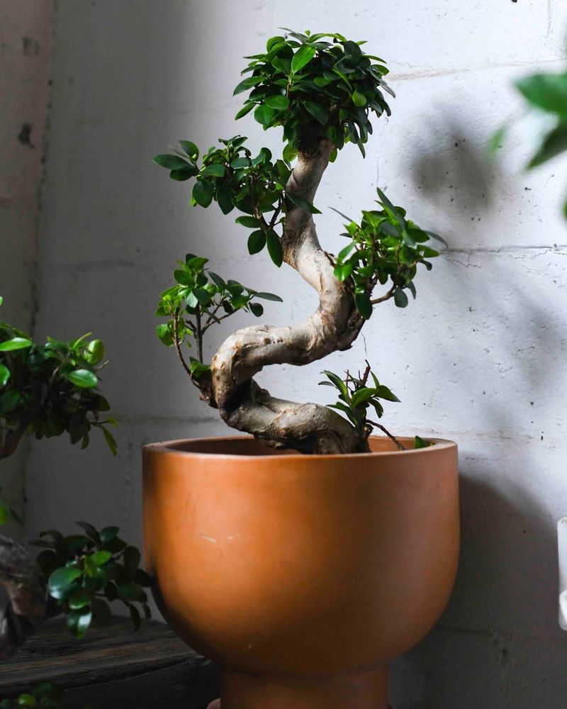 Boost Bonsai Health