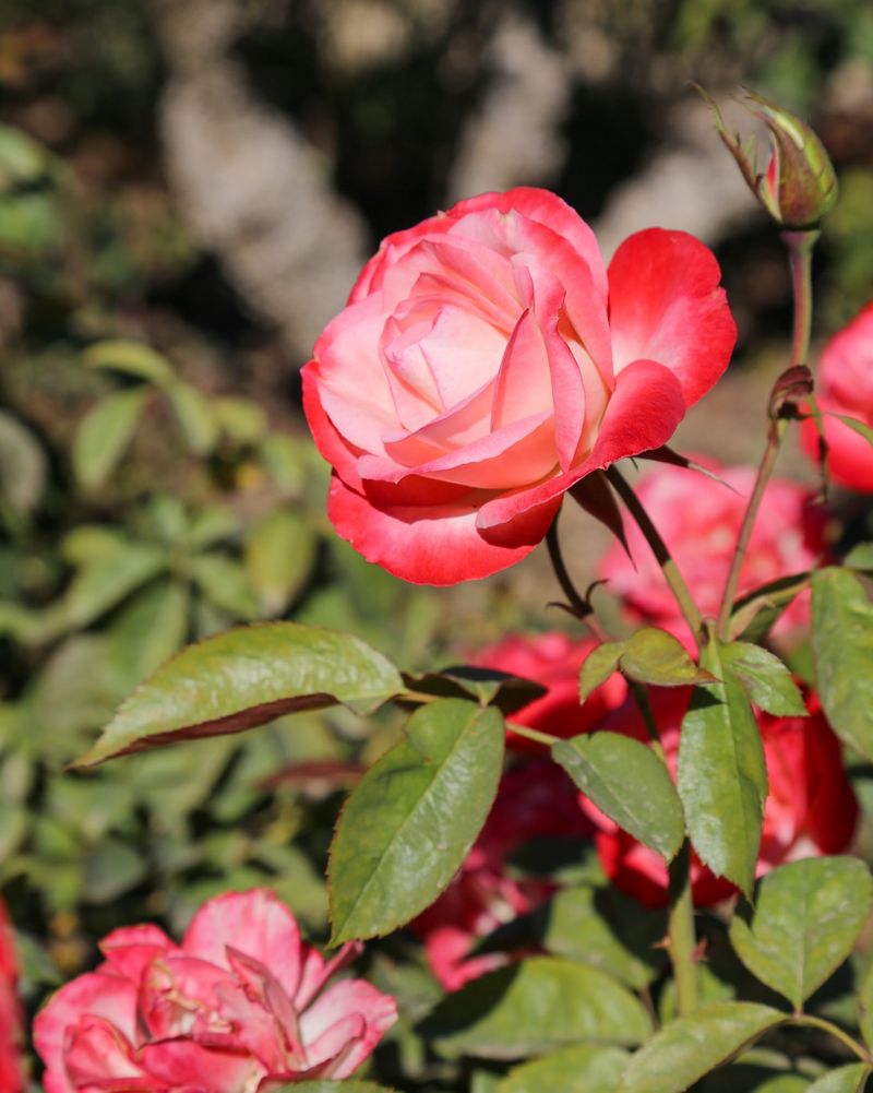 Boosting Rose Blooms