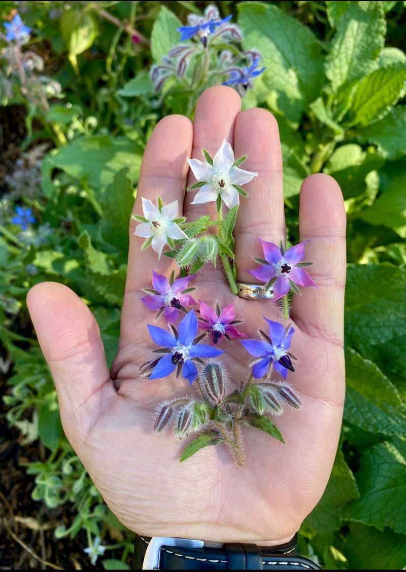 Borage