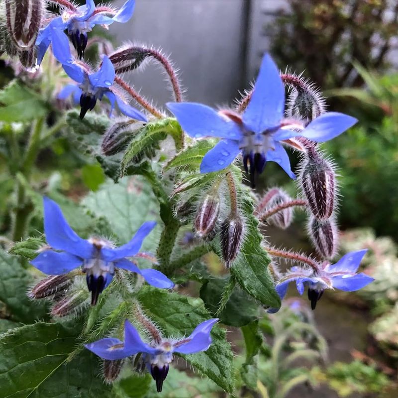 Borage