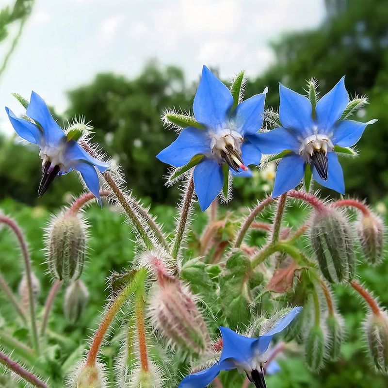 Borage