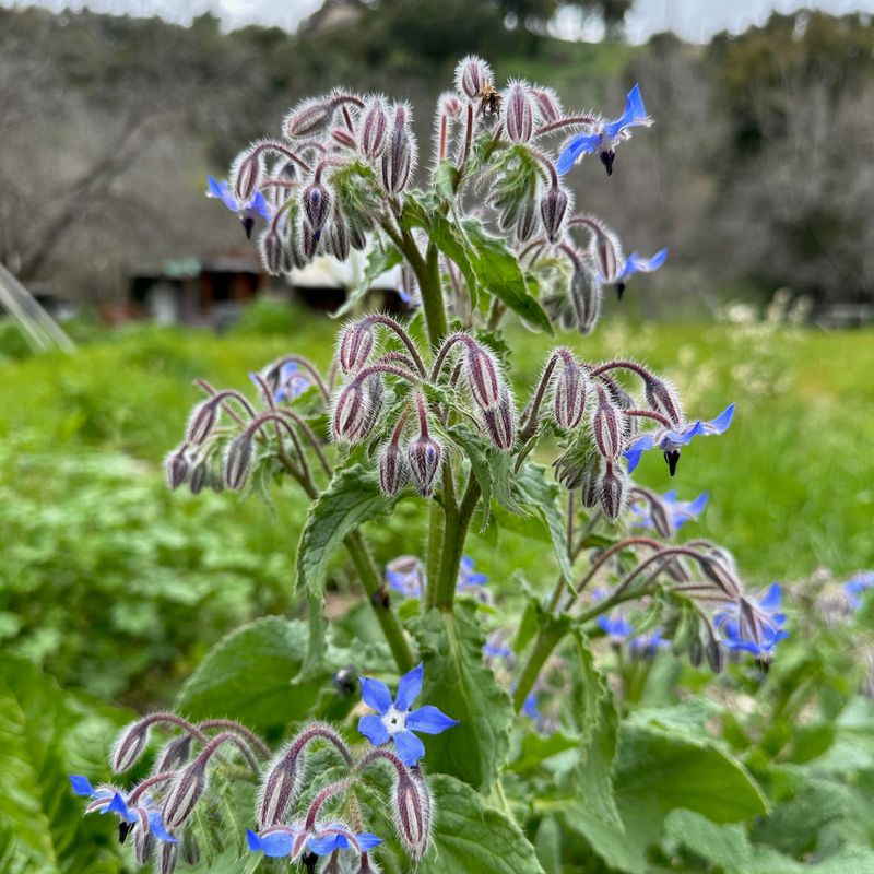 Borage