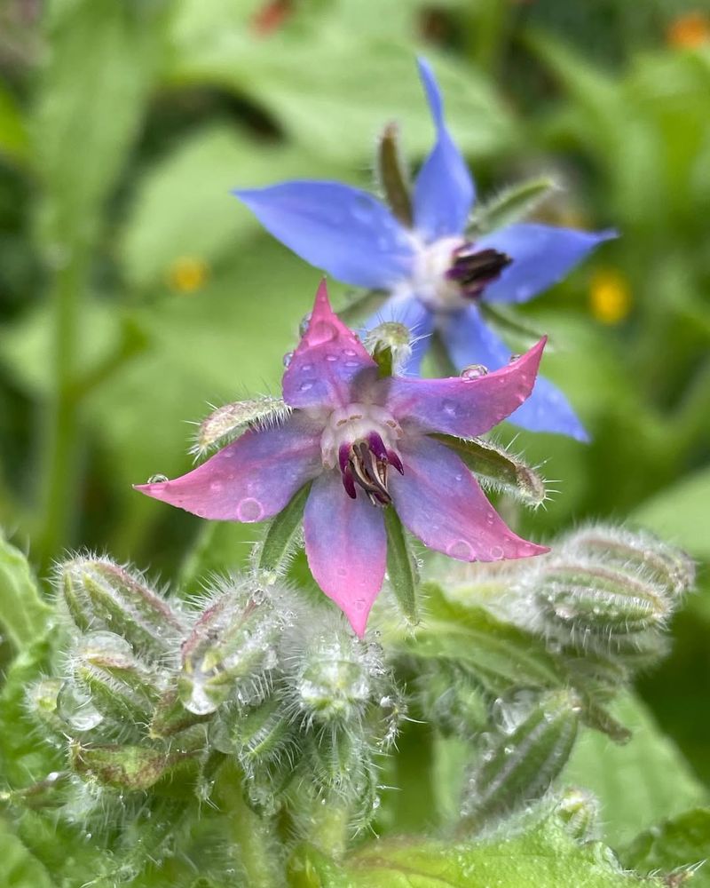 Borage