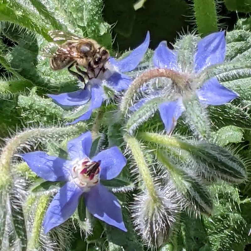 Borage