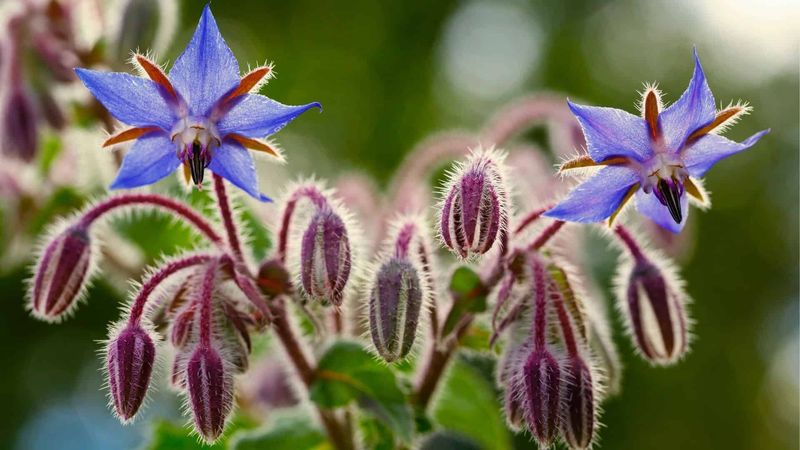 Borage