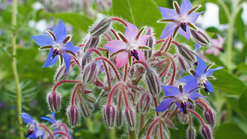 Borage Brilliance