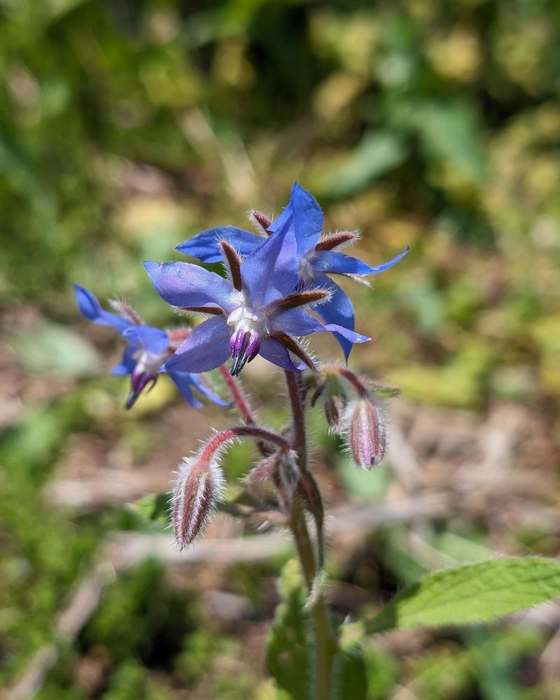 Borage