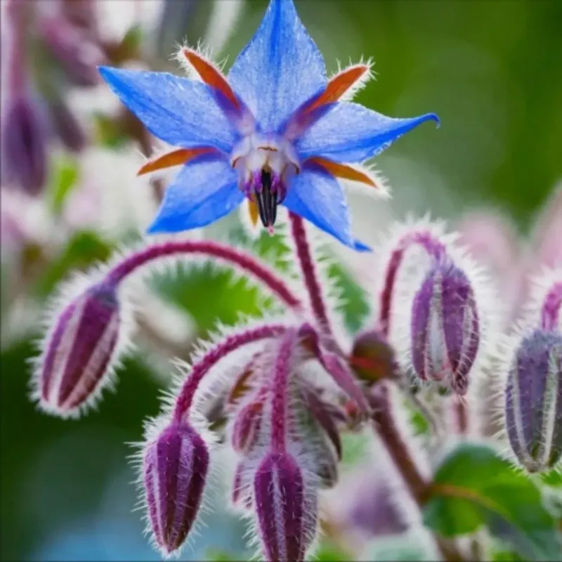 Borage