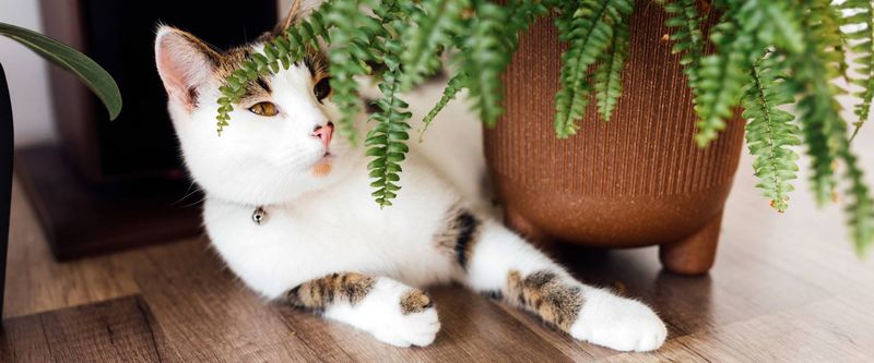 Boston Fern