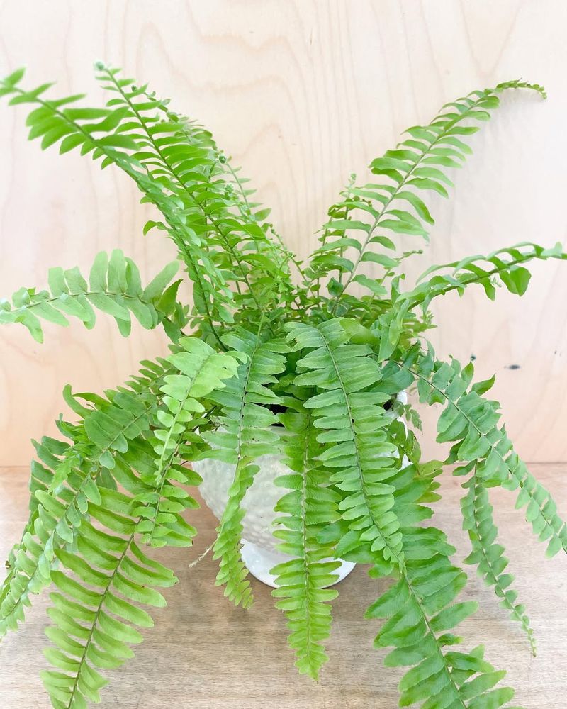 Boston Fern