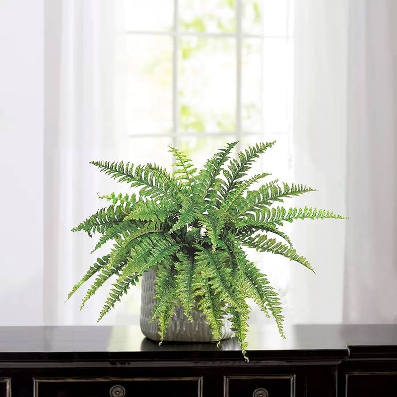 Boston Fern