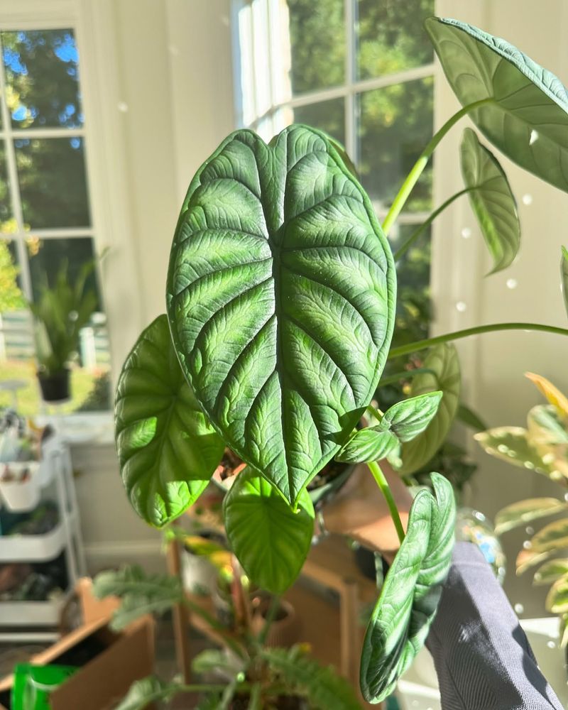 Alocasia