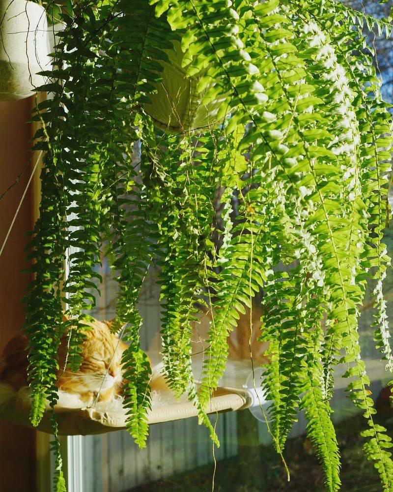 Boston Fern