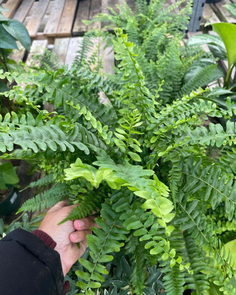 Boston Fern