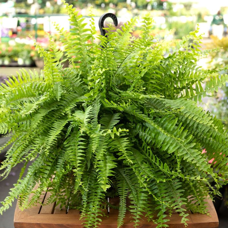 Boston Fern