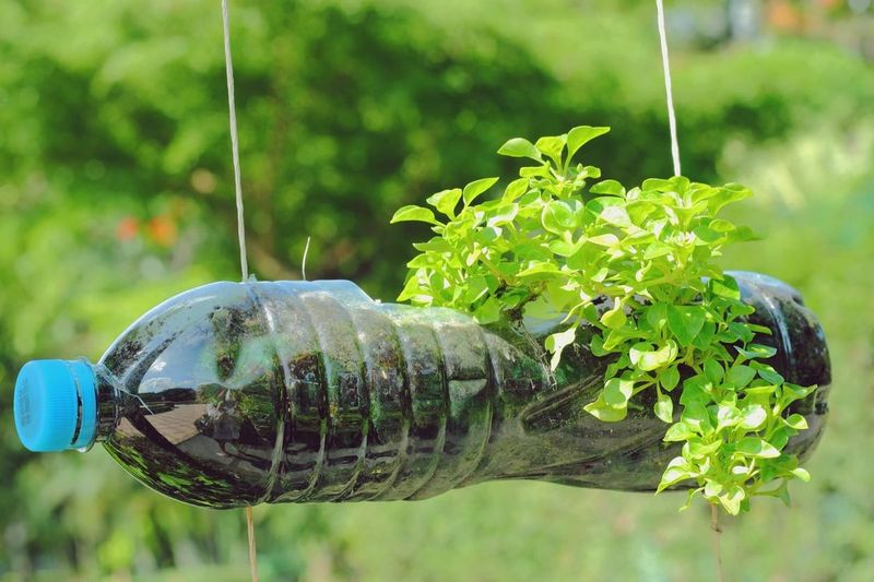 Bottle Gardens