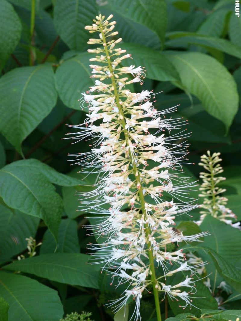 Bottlebrush Buckeye