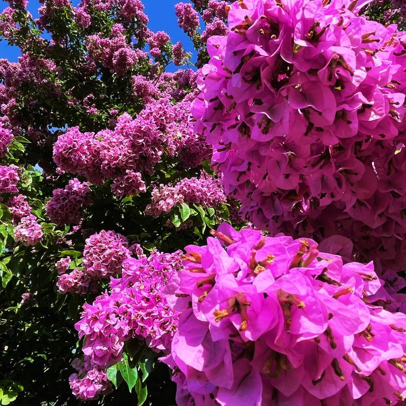 Bougainvillea