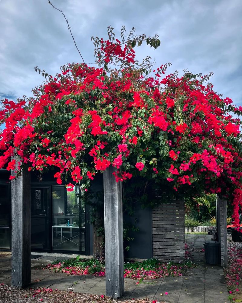 Bougainvillea