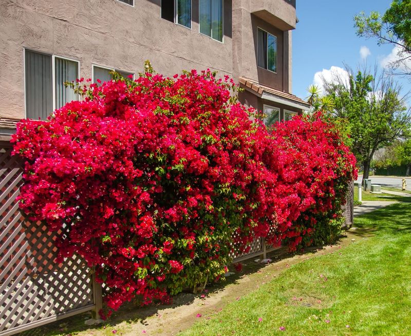 Bougainvillea