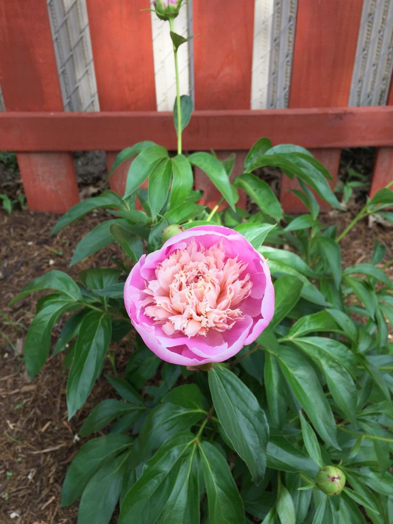 Bowl of Beauty Peony