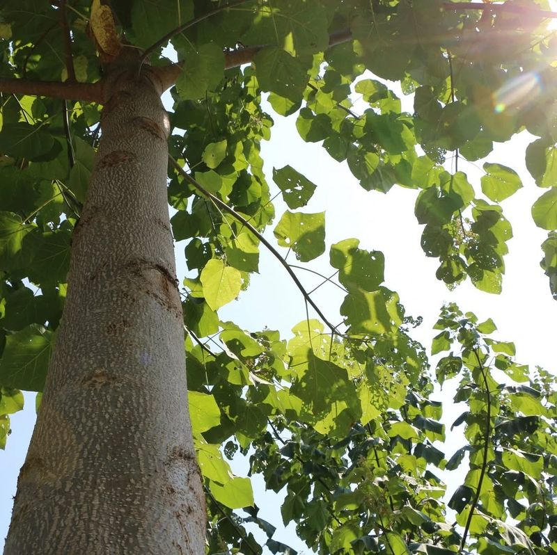 Paulownia Tree