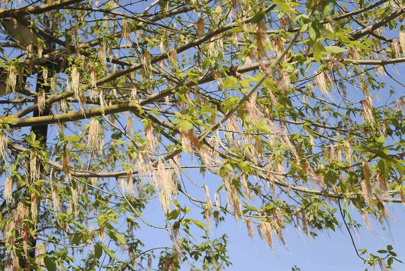 Boxelder Tree