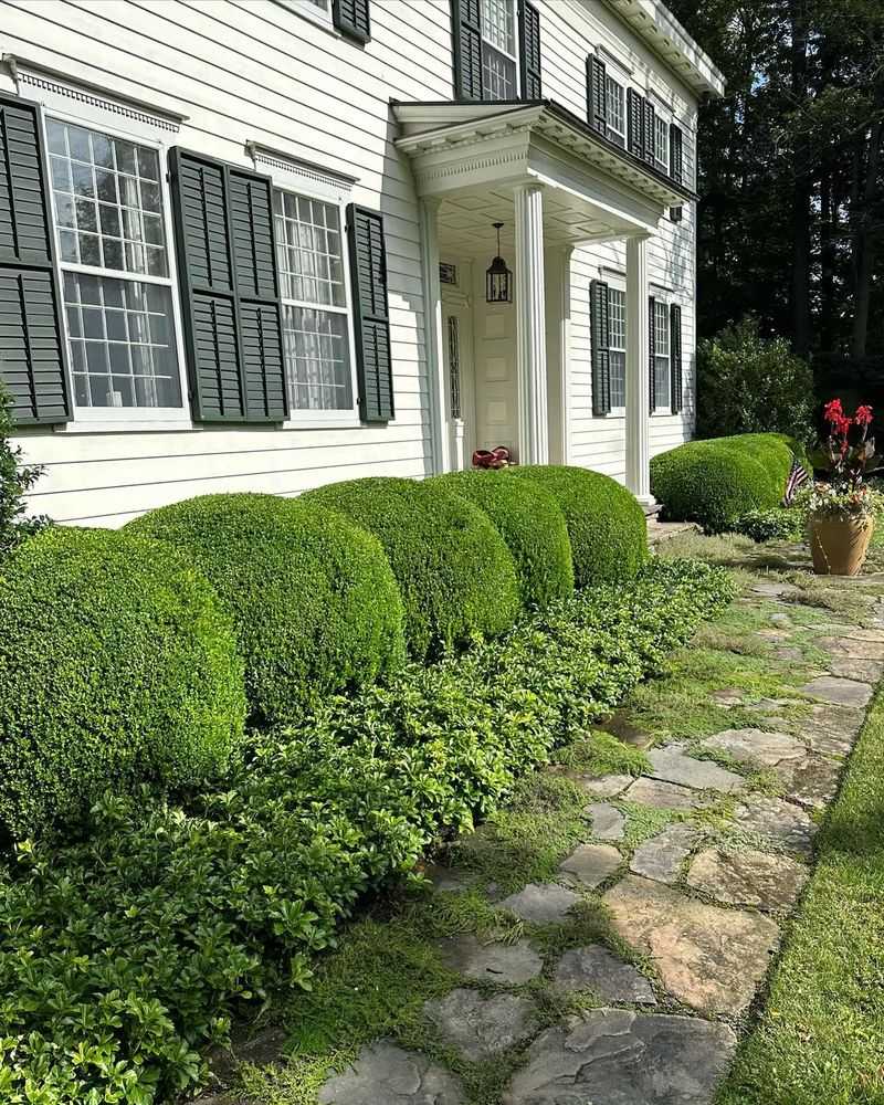 Boxwood