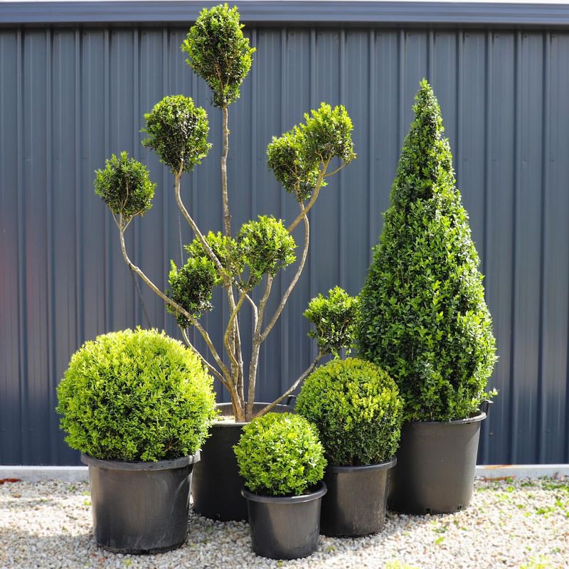 Boxwood (Buxus sempervirens)