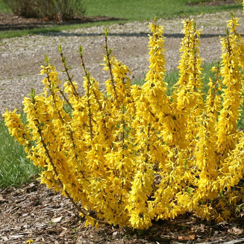 Forsythia (‘Minispire’ Dwarf)