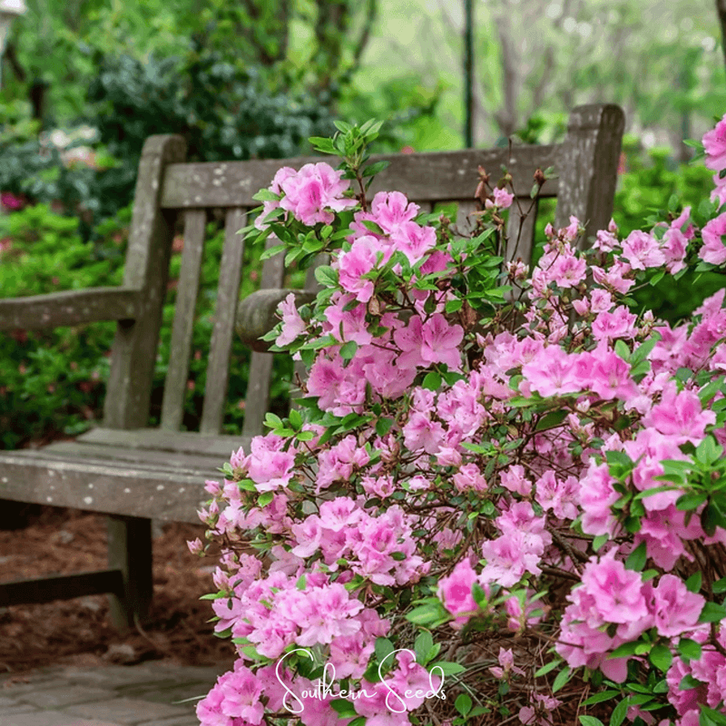 Azalea (Rhododendron)