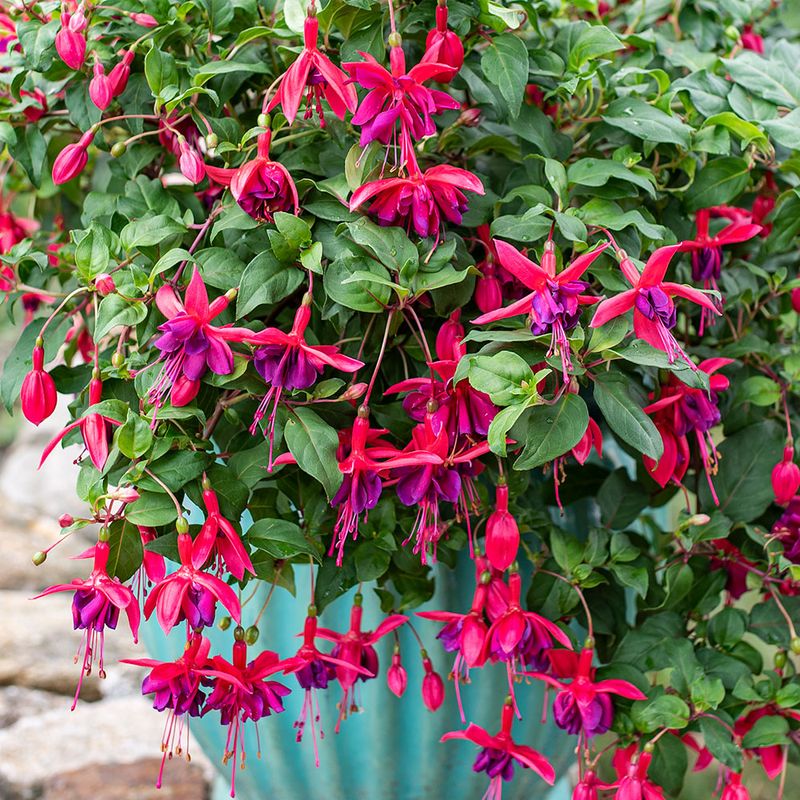 Fuchsia (large varieties)