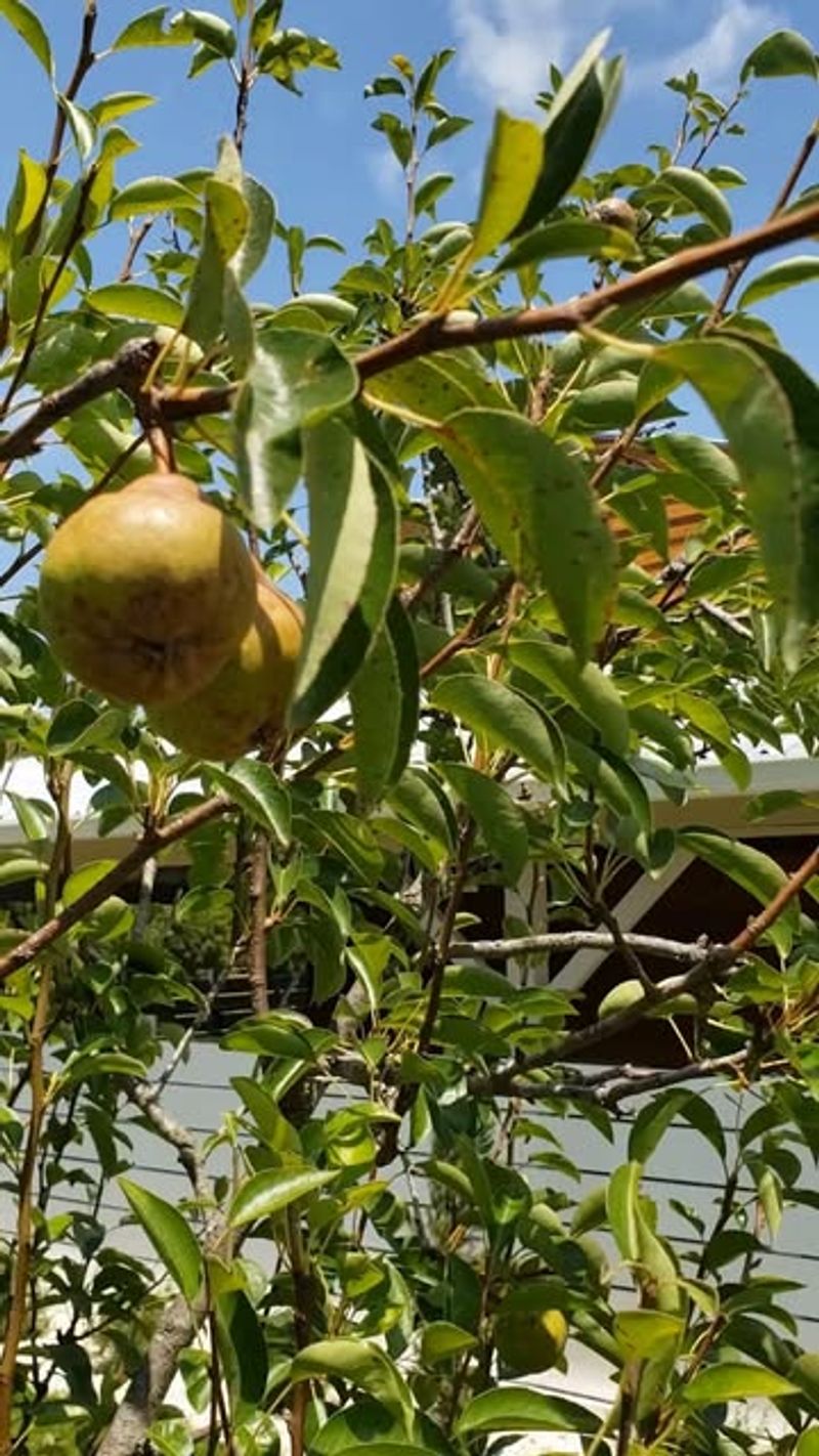 Bradford Pear