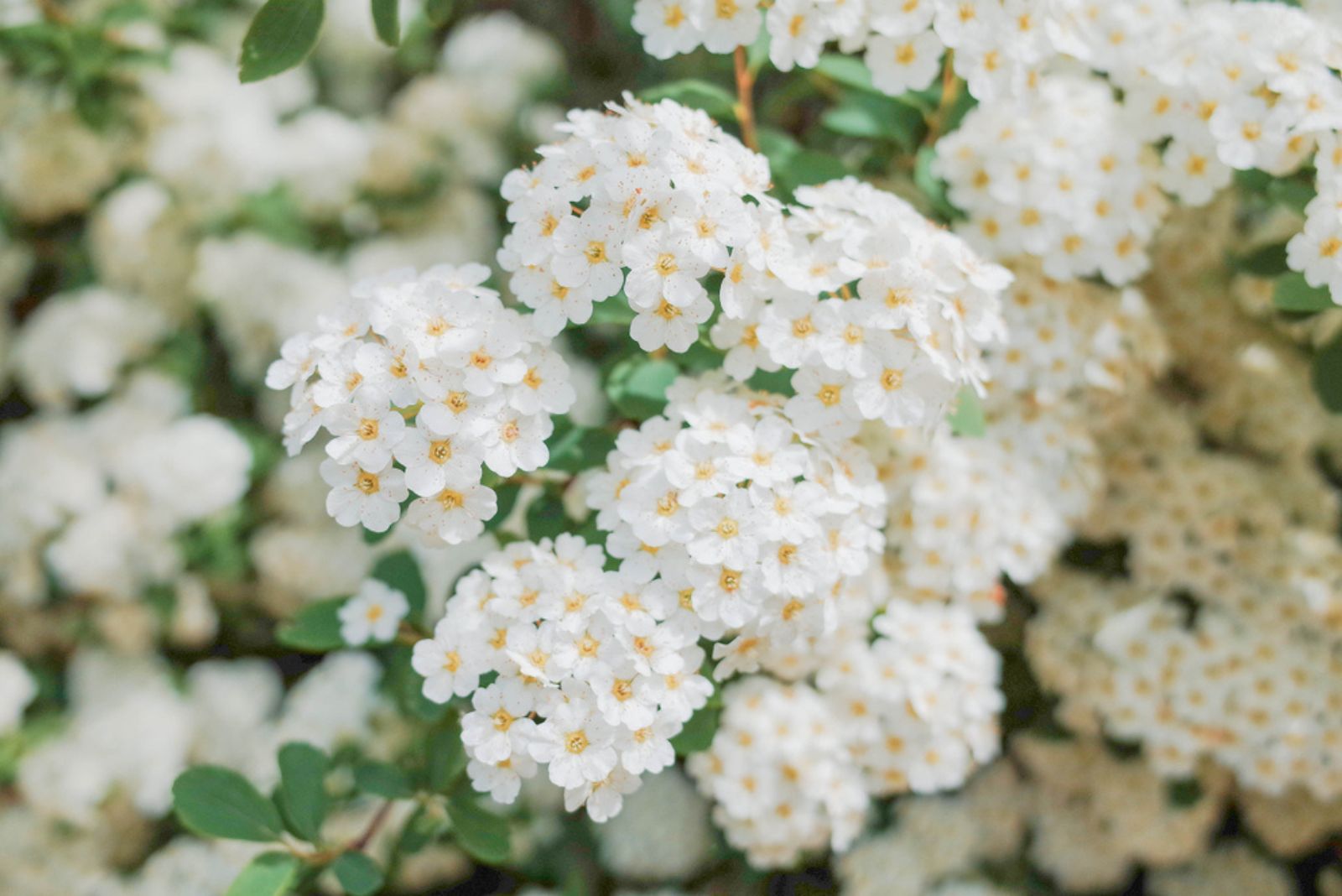 Bradford Pear