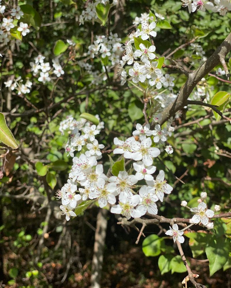 Bradford Pear