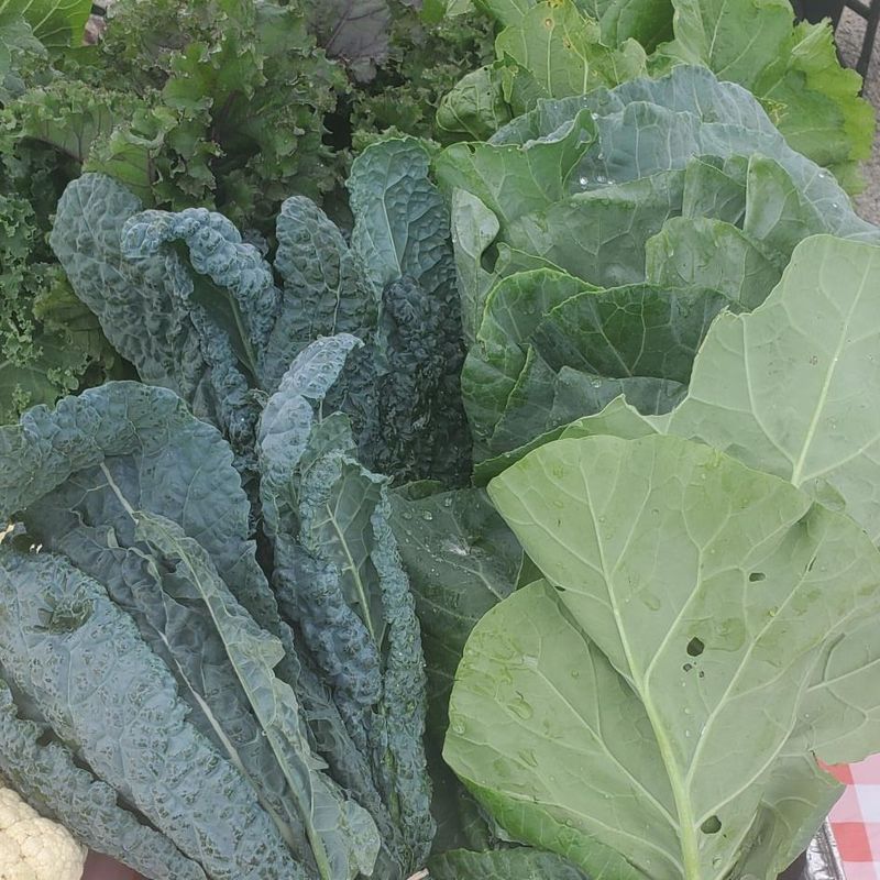 Brassicas (Cabbage, Broccoli, Cauliflower, etc.)