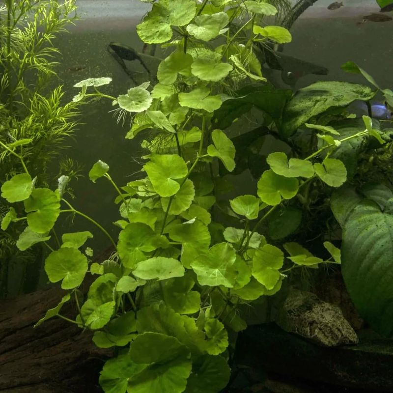 Brazilian Pennywort