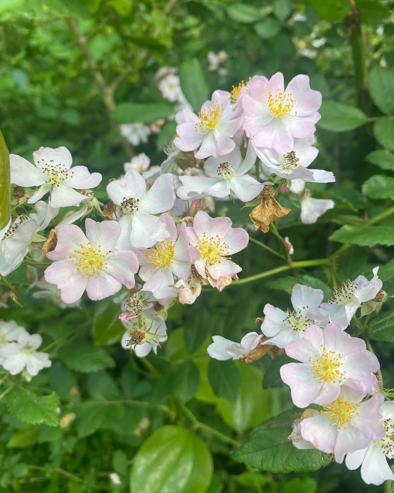 Multiflora Rose