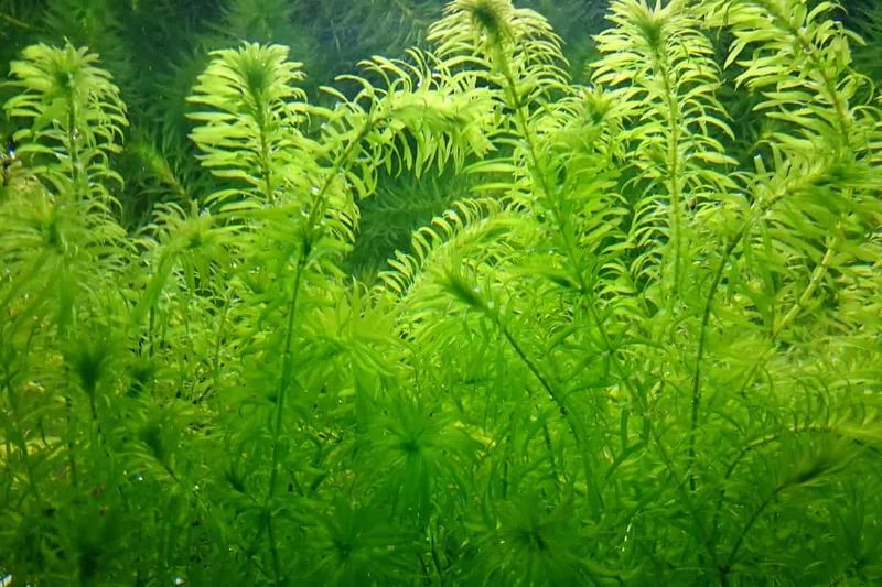 Brazilian Waterweed